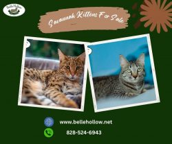 Adorable Savannah Kittens for Sale