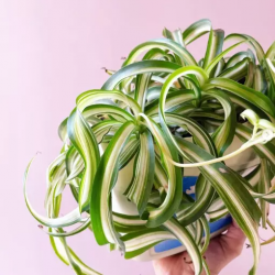 Spider Plant: A Versatile and Resilient Green Companion