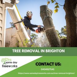 Tree Removal in Brighton: Expert Services by Same Day Tree Works