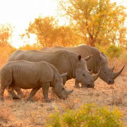 Mozambique Wildlife Safari Tour Packages