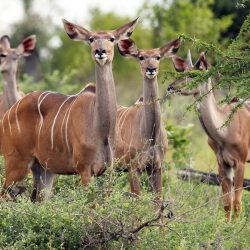 Namibia Wildlife Safari Tour Packages