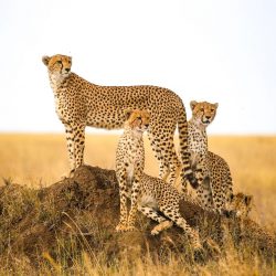 Zimbabwe Wildlife Safari