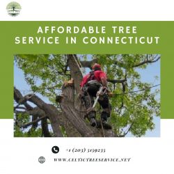 Affordable Tree Service Connecticut