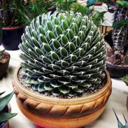Agave Plants – Easy Care, Dramatic Impact