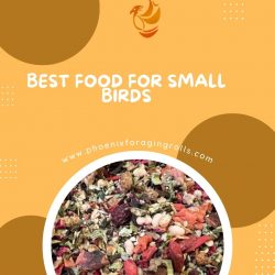 Best Food for Small Birds