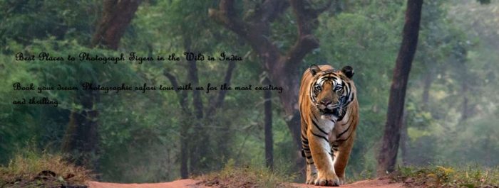 Book Bandhavgarh National Park Tour from Tiger Safari Bandhavgarh