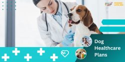 Dog Healthcare Plans: An Investment In Your Pet’s Future