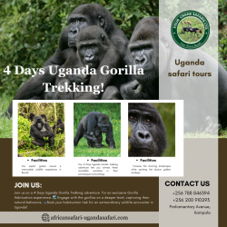 Jungle Encounter: A Majestic Journey with Uganda’s Gorillas!