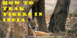 Discover Bandhavgarh National Park from Tiger Safari Bandhavgarh