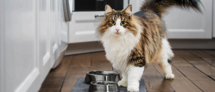 The Connection Between Diet And Cat Skin & Fur Health: What You Need To Know?