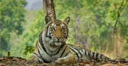 Explore Bandhavgarh National Park Tour from Tiger Safari Bandhavgarh