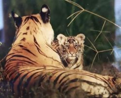 Explore Panna National Park safari booking, and Panna safari booking from Tiger Safari Bandhavgarh