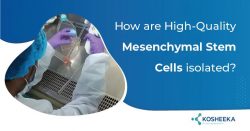 Why GMP Compliance Is Paramount For High-Quality Mesenchymal Stem Cell?