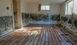 Find The Mold Removal Services in Charleston, SC