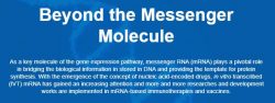 Custom IVT Synthesis of mRNA