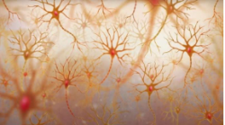 Neuronal Differentiation Services