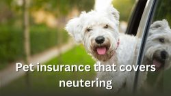 Understanding Pet Neutering and How Insurance Covers It