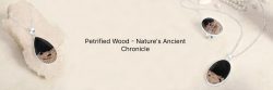 Petrified Wood Tales: Nature’s Ancient Story in Stone