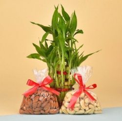 Send Valentine’s Day Plants With Same-Day Delivery – OyeGifts