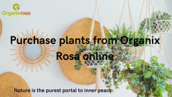 Buy online plants from organixrosa