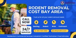 Efficient Rodent Removal Services: Bay Area’s Trusted Solution