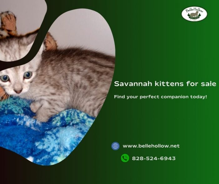 Savannah Kittens for Sale: Exquisite Felines Ready to Enchant Your Home