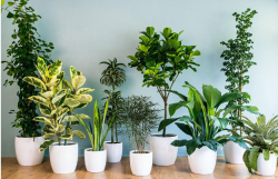 Tropical Plants: Create Your Private Paradise with Exotic Foliage