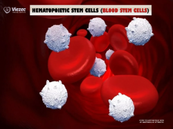 Hematopoietic Stem Cells: Unlocking the Secrets of Blood Formation