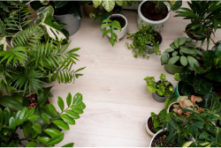 Urban Jungle Dreams: The Jungle Collective’s Indoor Plants Melbourne