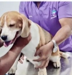 Pet grooming services in Bangalore | chasingtails