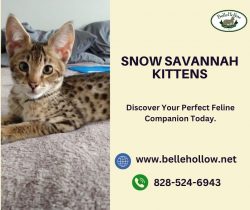 Snow Savannah Kittens-Top-Quality Breeds Available