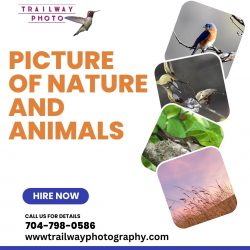 Through the Lens of the Wild: A Captivating Exploration of Nature and Wildlife