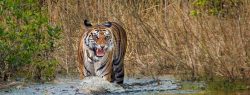 Tiger Safari Bandhavgarh: Book Your Thrilling Pench Safari Tour!