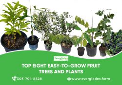 Top eight easy to grow fruit trees and plants