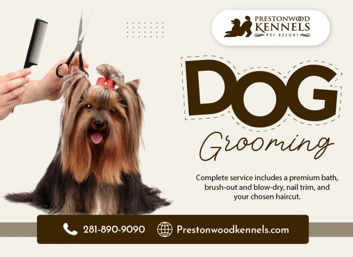 Transform Your Dog with Expert Grooming