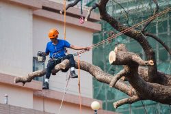 Sydney’s Local Tree Trimmers: Trim with Confidence
