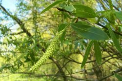 Willow Bark Extract Manufacturers and Suppliers in India