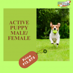 Active Puppy Male/Female Dog Health Care Plan