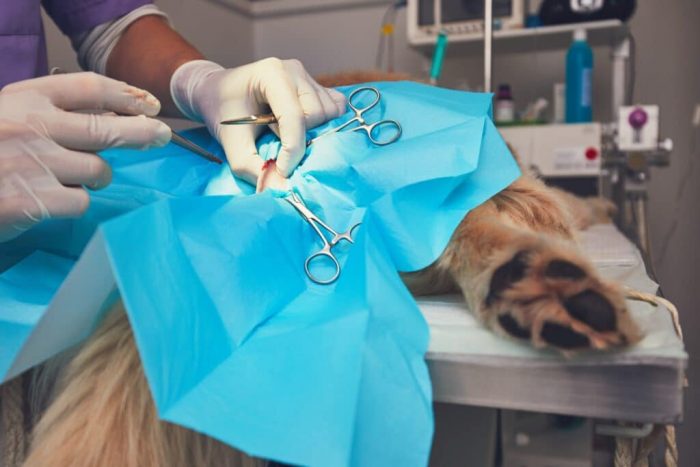 The Revolutionary Impact of Cold Laser Therapy on Pet Health in Los Angeles
