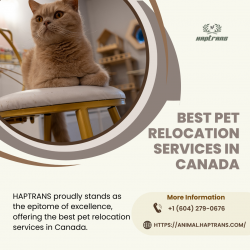 Best Pet Relocation Services in Canada