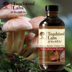 Boost Your Health with Chaga and Reishi Tail in the USA