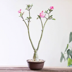 Adenium Desert Rose: Nature’s Artistry, Yours to Embrace