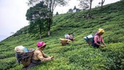 Darjeeling Tea Tourism Package