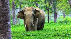 Assam Wildlife Tour Package