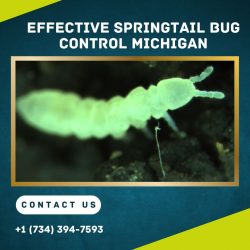 Effective Springtail Bug Control Michigan
