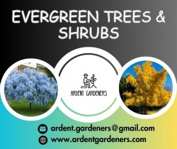 Shop For Evergreen Trees & Shrubs