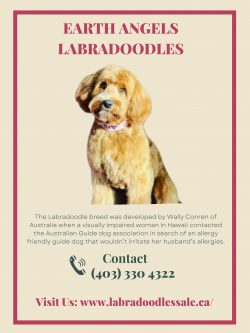 Exploring the Best Breeders: Labradoodle Puppies in Saskatchewan