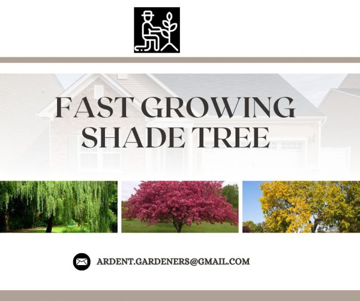 Premium Fast Growing Shade Tree