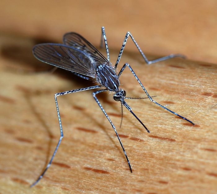 Mosquito control: A crucial aspect of public health
