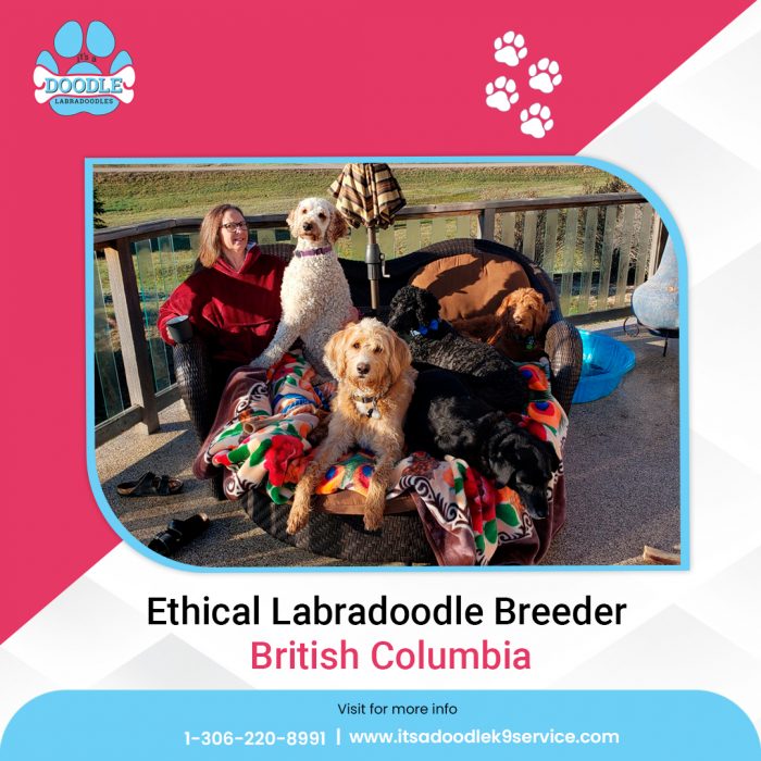 Ethical Labradoodle Breeder British Columbia